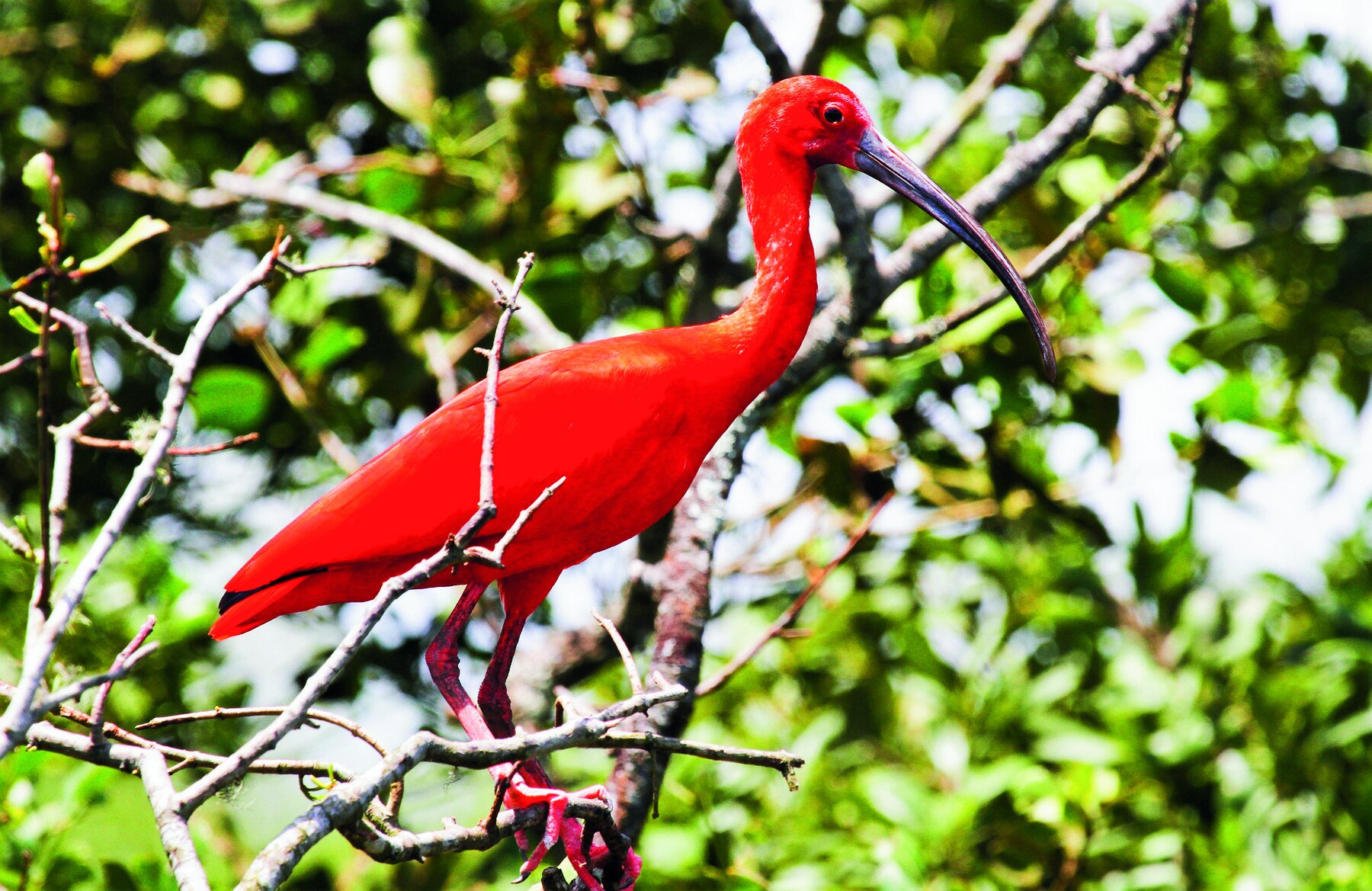 Guará-vermelho pousado entre a vegetação de Ilha Comprida